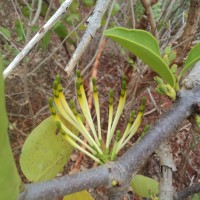 Dendrophthoe falcata (L.f.) Ettingsh.